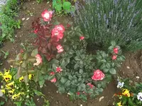 CIMG2706.webp