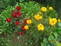CIMG2708.webp