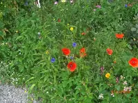 CIMG2715.webp