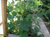 Garten 2011 034.webp