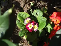DSCF4189.webp