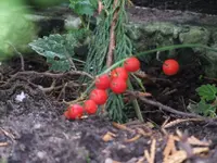 DSCF4194.webp
