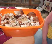 Schwammer Steinis.webp