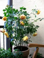 IMG_2186.webp