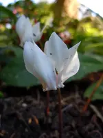 Alpenveilchen189.webp