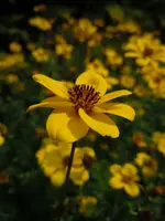Goldmarie022.webp