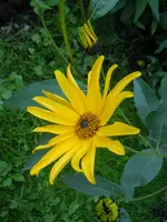 Staudensonnenblume135.webp