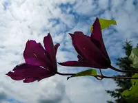 Clematis156.webp