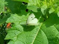 Schmetterling164.webp