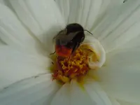 Hummel072.webp
