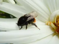 Hummel073.webp