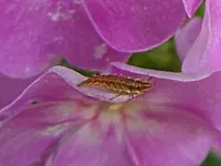 PhloxGetier058.webp