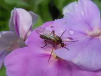 PhloxMücke039.webp