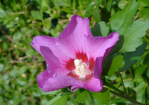 DSC_0016 rosa Blüte.webp