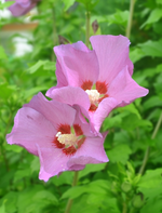 DSC_0064 2 Blüten.webp