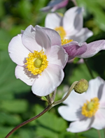 DSC_0020 Herbstanemone.webp