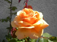 DSCN0729.webp
