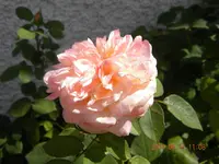 DSCN0730.webp