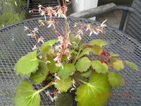 DSCN0732.webp