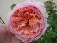 DSC08889.webp