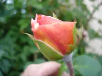 DSC08891.webp