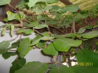 Kiwi 100_0649 (Medium).webp