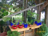 Tomatenbank 100_0643 (Medium).webp