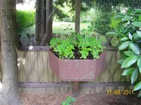Sechseckbeet 100_0642 (Medium).webp