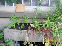 Versuchsbeet 100_0636 (Medium).webp