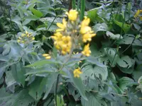 CIMG6622.webp
