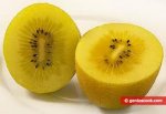 golden Kiwifruit.jpeg