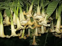 garten 119.webp