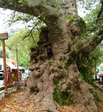IMG_Baum.webp