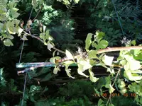 DSCN0962.webp