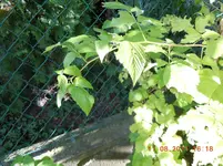 DSCN0960.webp
