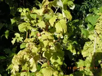 DSCN0959.webp