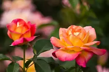 11.8.11 (61 von 97).webp