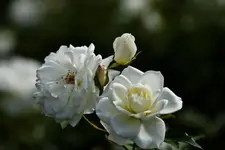 11.8.11 (65 von 97).webp