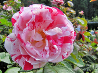 Wellington Rosen v (1).webp