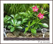 IMG_9571-11082011 (1 von 1).webp