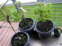 100_2390.webp