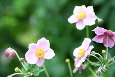 Anemonen kl.webp