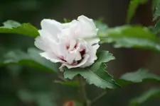 Hibiskus kl.webp