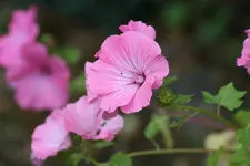 Trichterwinde rosa kl.webp