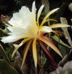 DSC02008 - 2011-08-12- echinopsis.JPG