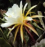 DSC02008 - 2011-08-12- echinopsis.webp