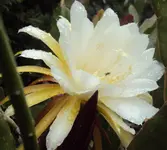 DSC02007 - 2011-08-12- echinopsis.webp