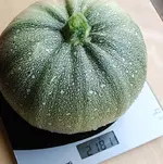 zucchini_12_8.webp