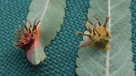 DSCF8813.webp
