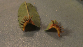 DSCF8839.webp